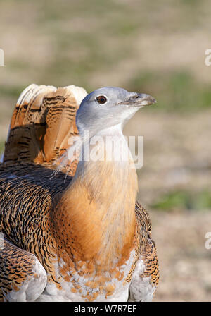 Grande outarde (Otis tarda) mâle adulte en plumage nuptial dans la plaine de Salisbury, partie d'un projet de réintroduction d'oiseaux importés sous licence DEFRA de Russie. La plaine de Salisbury, Wiltshire, Angleterre. Banque D'Images