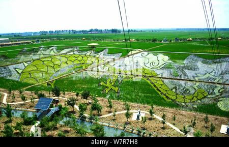 3D'une rizière peinture appelé 'Soaring Dragon dans le domaine' est sur l'affichage à l'rizières à Shenyang city, Liaoning Province du nord-est de la Chine, 22 Banque D'Images