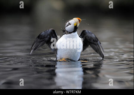 Macareux cornu (Fratercula corniculata) secouer l'eau, l'Alaska, USA, juin Banque D'Images