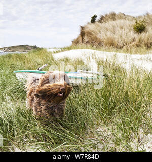 Chien domestique, terrier tibétain x Cocker Anglais contre cours d'exécution à côté d'un bateau dans le vent, la basse ville, de la plage, îles Scilly, Cornwall, England, UK, mai 2012. Banque D'Images