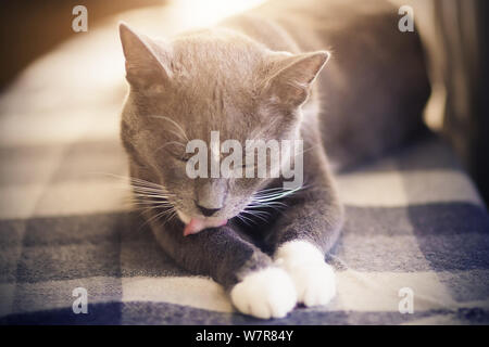 Un heureux un chat gris un réside dans le confort d'une couverture à carreaux sur et se lave, lave langue hérissée de patte. Banque D'Images