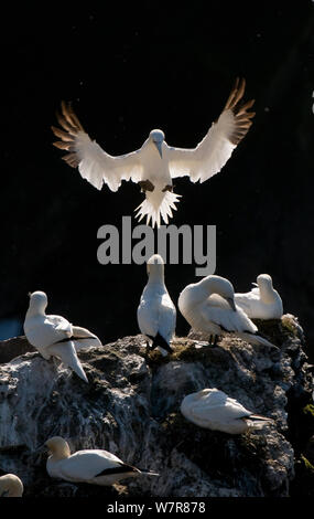 Fou de Bassan (Morus bassanus) des profils, rétroéclairé par le soleil du matin à l'atterrissage, Shetland, Scotland, UK. En août. Banque D'Images