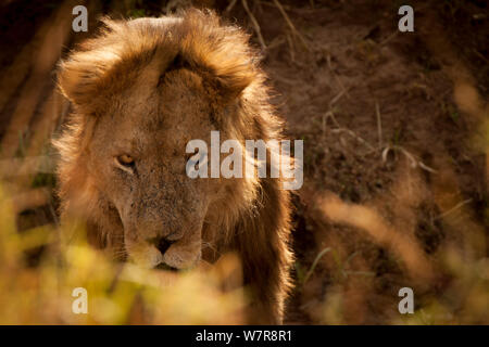 Homme African lion (Panthera leo), le Parc National de Kidepo, en Ouganda. Banque D'Images