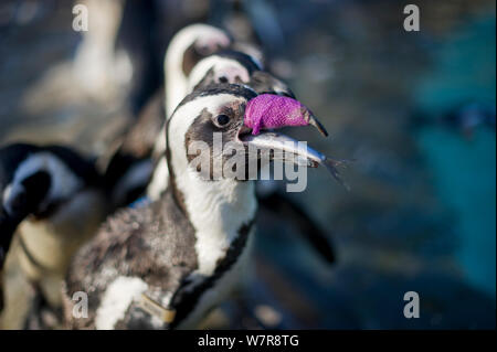 Manchot du Cap (Spheniscus demersus) avec bandage violet autour de son bec blessé à se nourrir de poissons, dans le sud de l'Fondation africaine pour la conservation des oiseaux côtiers (SANCCOB), Afrique du Sud Mai 2012 Banque D'Images