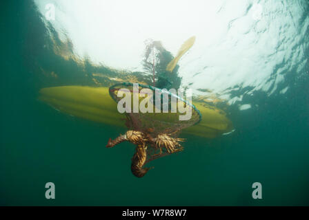 La pêche de loisir dans un kayak de mer pour la côte ouest de la langouste (Jasus lalandii). Une nasse ou piège est abaissée sur la mer ou le varech lit avec un sac d'appâts (ou sardines pilchards) ci-joint. Le pêcheur attend habituellement environ 20 minutes avant de le tirer vers le haut le piège. Kommetjie, Western Cape, Afrique du Sud Banque D'Images