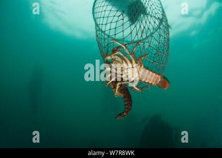 La pêche de loisir dans un kayak de mer pour la côte ouest de la langouste (Jasus lalandii). Hoop avec homard acheminé dans le bateau, Kommetjie, Western Cape, Afrique du Sud Banque D'Images