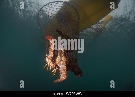 Une nasse avec West Coast la langouste (Jasus lalandii) d'être tiré vers le haut en kayak de mer pour la pêche de loisir. Kommetjie, Western Cape, Afrique du Sud Banque D'Images