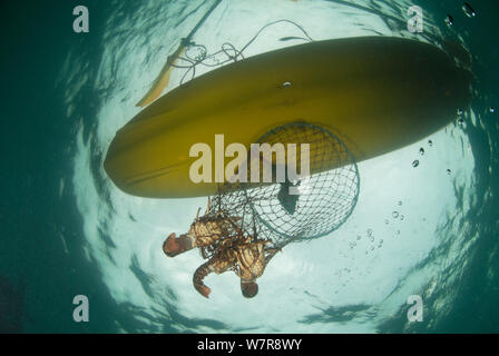 Une nasse avec West Coast la langouste (Jasus lalandii) d'être tiré vers le haut en kayak de mer pour la pêche de loisir. Kommetjie, Western Cape, Afrique du Sud Banque D'Images