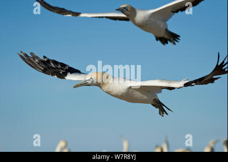 Cape de Bassan (Morus capensis) survolant colonie, Bird Island Nature Reserve, Lambert's Bay, côte ouest, Afrique du Sud. Banque D'Images