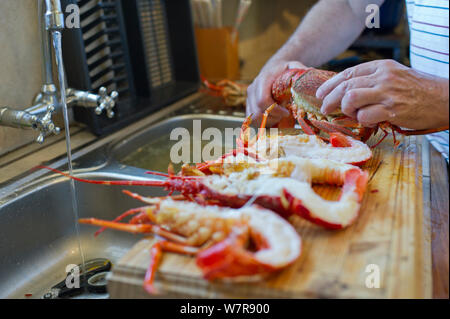 Côte ouest de langoustes (Jasus lalandii), qui ont été capturés par les plongeurs avec tuba ou libre à Pringle Bay plus tôt ce jour sont préparés et cuisinés à la maison des plongeurs. Betty's Bay, Western Cape, Afrique du Sud. Banque D'Images