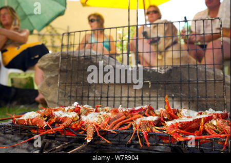 Côte ouest de langoustes (Jasus lalandii), qui ont été capturés par les plongeurs libres le matin sont cuits sur un barbecue dans le jardin à l'arrière des plongeurs libres. Betty's Bay, Western Cape, Afrique du Sud. Banque D'Images
