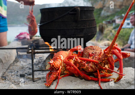 Côte ouest de langoustes (Jasus lalandii), qui ont été capturés par freedivers (tuba) dans la matinée sont d'abord par bouillie avant d'être cuit sur un barbecue. Smitzwinkel Bay (près de Cape Point), Western Cape, Afrique du Sud. Banque D'Images