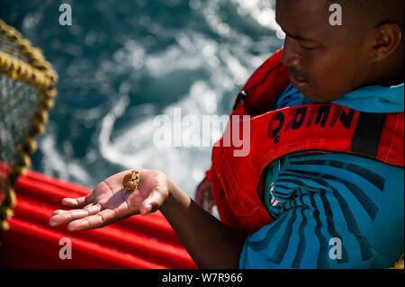 La pêche de la côte ouest de la langouste (Jasus lalandii) à bord du James Archer (Oceana Fisheries). Pêcheur inspecte les prises accessoires - un petit crabe, à Saldanha Bay et St. Helena Bay, Western Cape, Afrique du Sud. Banque D'Images