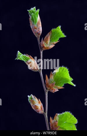 Hêtre (Fagus sylvatica) de nouvelles pousses sur fond noir. Banque D'Images