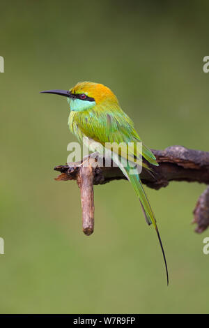 Green Guêpier (Merops orientalis) Parc national de Yala, au Sri Lanka Banque D'Images