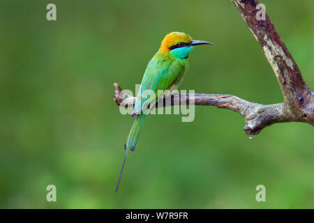 Green Guêpier (Merops orientalis) Parc national de Yala, au Sri Lanka Banque D'Images