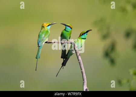 Green des guêpiers (Merops orientalis) sur une branche, parc national de Yala, au Sri Lanka, Mai Banque D'Images