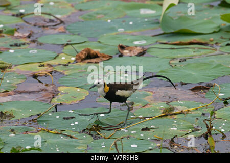 Pheasant-tailed Jacana (Hydrophasianus chirurgus) Balade en marais, Yala NP, Sri Lanka Banque D'Images