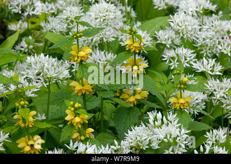 Ramsons (Allium ursinum) jaune de plus en plus d'Archange (Lamium galeobdolon) Norfolk, Mai Banque D'Images