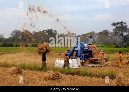 La récolte de riz dans le champ, Sri Lanka Mars 2013 Banque D'Images