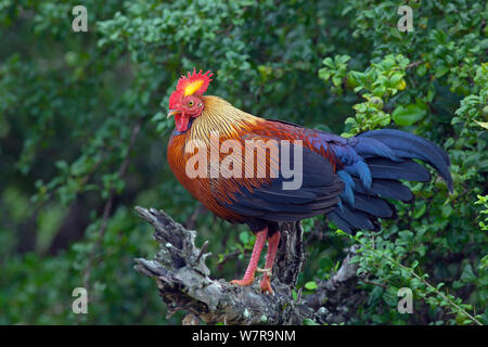 Sri Lanka Jungle Fowl (Gallus lafayetii) sur branche morte, Sri Lanka Banque D'Images