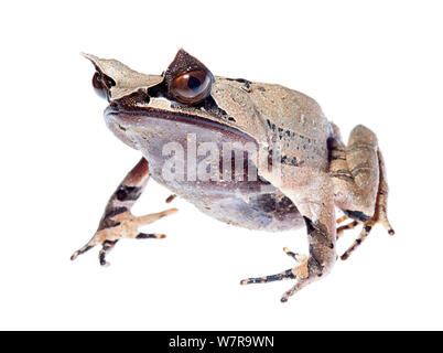 Malayan horned frog (Megophrys nasuta), juvénile, Crocker Range Bornéo, en Malaisie. Projet d'Meetyourneighbors.net Banque D'Images