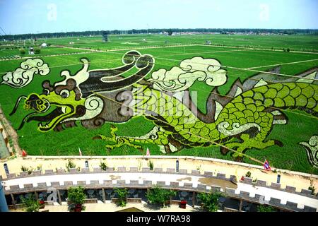 3D'une rizière peinture appelé 'Soaring Dragon dans le domaine' est sur l'affichage à l'rizières à Shenyang city, Liaoning Province du nord-est de la Chine, 22 Banque D'Images