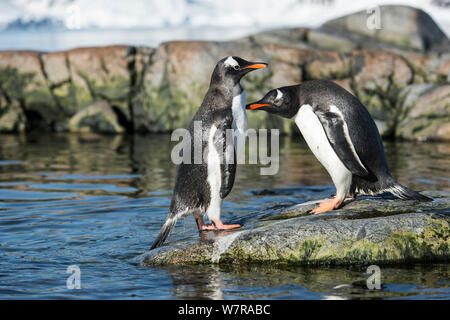 Manchots Papous (Pygoscelis papua) querelles, l'Île Petermann, Péninsule Antarctique, l'Antarctique Banque D'Images