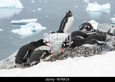 Gentoo pingouin (Pygoscelis papua) deux paires se chamailler, Cuverville Island, Péninsule Antarctique, l'Antarctique Banque D'Images