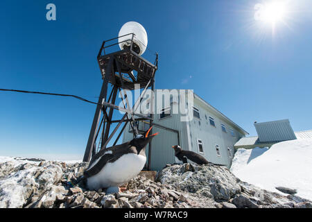 Gentoo pingouin (Pygoscelis papua) nid parmi les bâtiments de la station de recherches, Vernadsky Station, l'Île Galindez, Péninsule Antarctique, l'Antarctique Banque D'Images