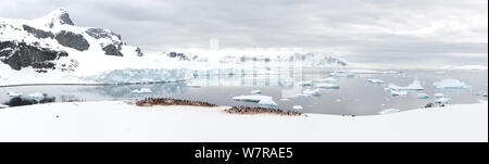 Gentoo pingouin (Pygoscelis papua) colonie près de la rive, Cuverville Island, Péninsule Antarctique, l'Antarctique. Vue panoramique composite. Banque D'Images