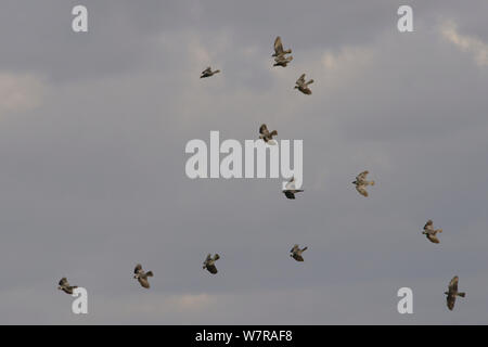 Choucas (Corvus monedula) troupeau rubrique au perchoir en fin d'après-midi soleil, Gloucestershire, Royaume-Uni, février. Banque D'Images