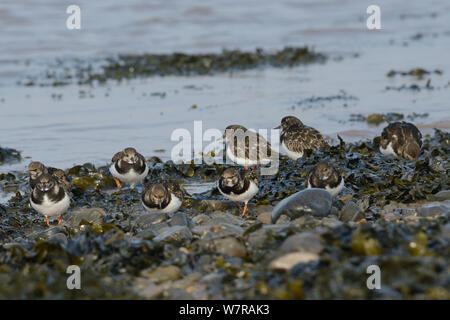 Collier (Arenaria interpres) entre les cailloux et les fucus vésiculeux (Fucus vesiculosus) sur une marée descendante, l'estuaire du Severn, Somerset, Royaume-Uni, mars. Banque D'Images