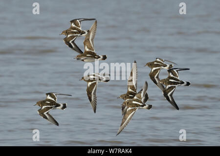 Collier (Arenaria interpres) troupeau volant bas au cours de l'estuaire de la Severn, après avoir quitté leur dortoir quand la marée baisse, Somerset, Royaume-Uni, mars. Banque D'Images