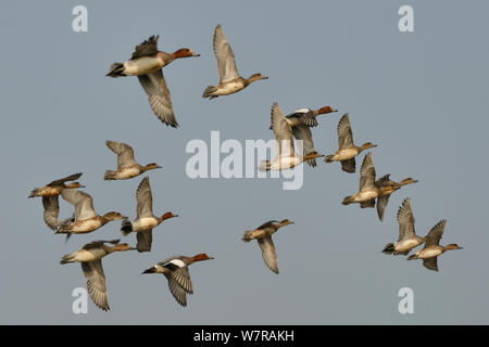 Canard siffleur (Anas penelope) troupeau voler contre un ciel bue, estuaire du Severn, Somerset, Royaume-Uni, mars. Banque D'Images