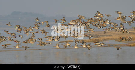 Canard siffleur (Anas penelope) troupeau volant à basse altitude au-dessus des vasières avec saltmarsh en arrière-plan, l'estuaire du Severn, Somerset, Royaume-Uni, mars. Banque D'Images