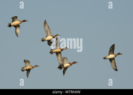 Canard siffleur (Anas penelope), volant au-dessus de l'estuaire de Severn, Somerset, Royaume-Uni, mars. Banque D'Images