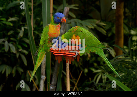 Rainbow loriquets verts (Trichoglossus haematodus) alimentation, captive, France Banque D'Images