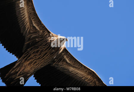 Himalayan vautour fauve (Gyps himalayensis) en vol, la province du Yunnan, Chine Banque D'Images