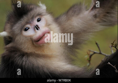 Yunnan snub-nosed monkey (Rhinopithecus bieti) Ta Chen NP, province du Yunnan, Chine Banque D'Images