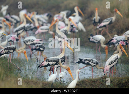 Mycteria leucocephala peint (cigognes) groupe, lac Pulicat, Tamil Nadu, Inde, janvier 2013. Banque D'Images