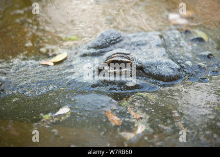 La moitié d'alligator submergés dans l'eau trouble - everglades floride usa Banque D'Images