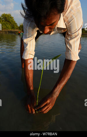 L'équipe de plantation de mangroves de CRINEO la Plantation de palétuviers (Rhizophora) Lac Pulicat, Tamil Nadu, Inde, février 2013. Banque D'Images