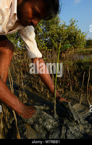 L'équipe de plantation de mangroves de CRINEO la Plantation de palétuviers (Rhizophora) Lac Pulicat, Tamil Nadu, Inde, février 2013. Banque D'Images