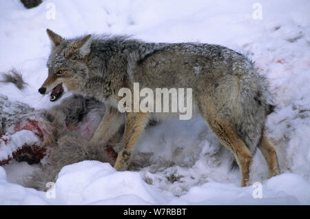 Le Coyote (Canis latrans) grondant tout en se nourrissant de carcasse, le Parc National de Yellowstone, Wyoming, USA. Banque D'Images