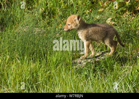 Le Coyote (Canis latrans) pup debout dans l'herbe, le Parc National de Yellowstone, Wyoming, USA. De juin. Banque D'Images