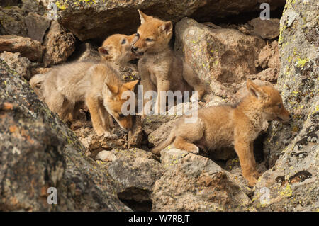 Le Coyote (Canis latrans) petits jouant près de leur tanière, le Parc National de Yellowstone, Wyoming, USA. De juin. Banque D'Images