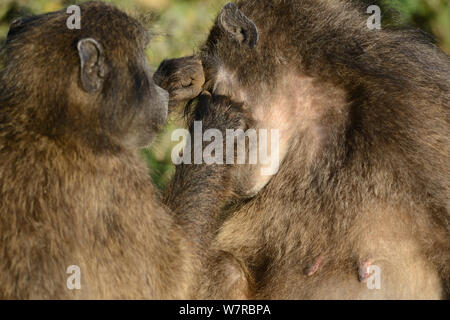 Babouin Chacma (Papio hamadryas ursinus) femelle femelle toilettage (soeurs) deHoop Réserve Naturelle, Western Cape, Afrique du Sud. Banque D'Images