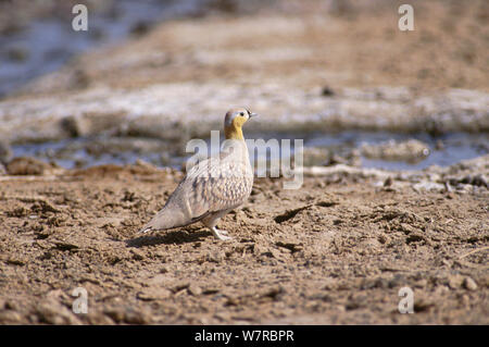 Ganga couronné (Pterocles coronatus atratus) mâle, Touran protégés, qui font maintenant partie du parc national de Khar Turan, département, Iran Banque D'Images