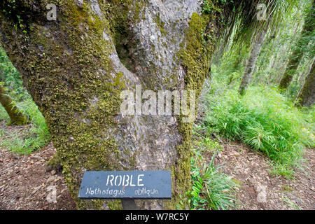 Roble arbre (Nothofagus obliqua) Contulmo Monument naturel, chili, Banque D'Images